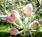 Apple Blossom